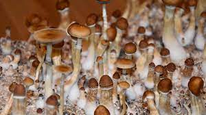 buy magic mushrooms